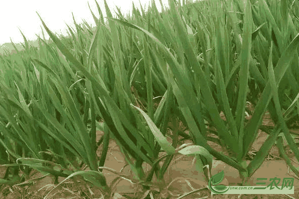 高产种植大蒜的田间管理技术